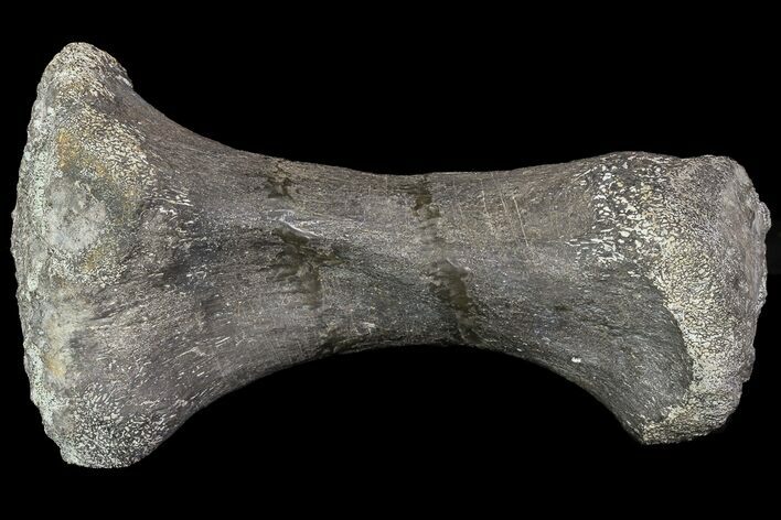 Camarasaurus Metatarsal (Toe Bone) - Wyoming #76729